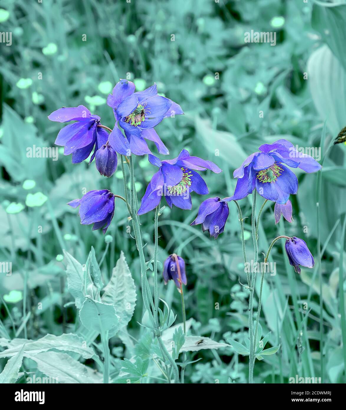 Beautiful blue wildflowers Aquilegia glandulosa close up Stock Photo