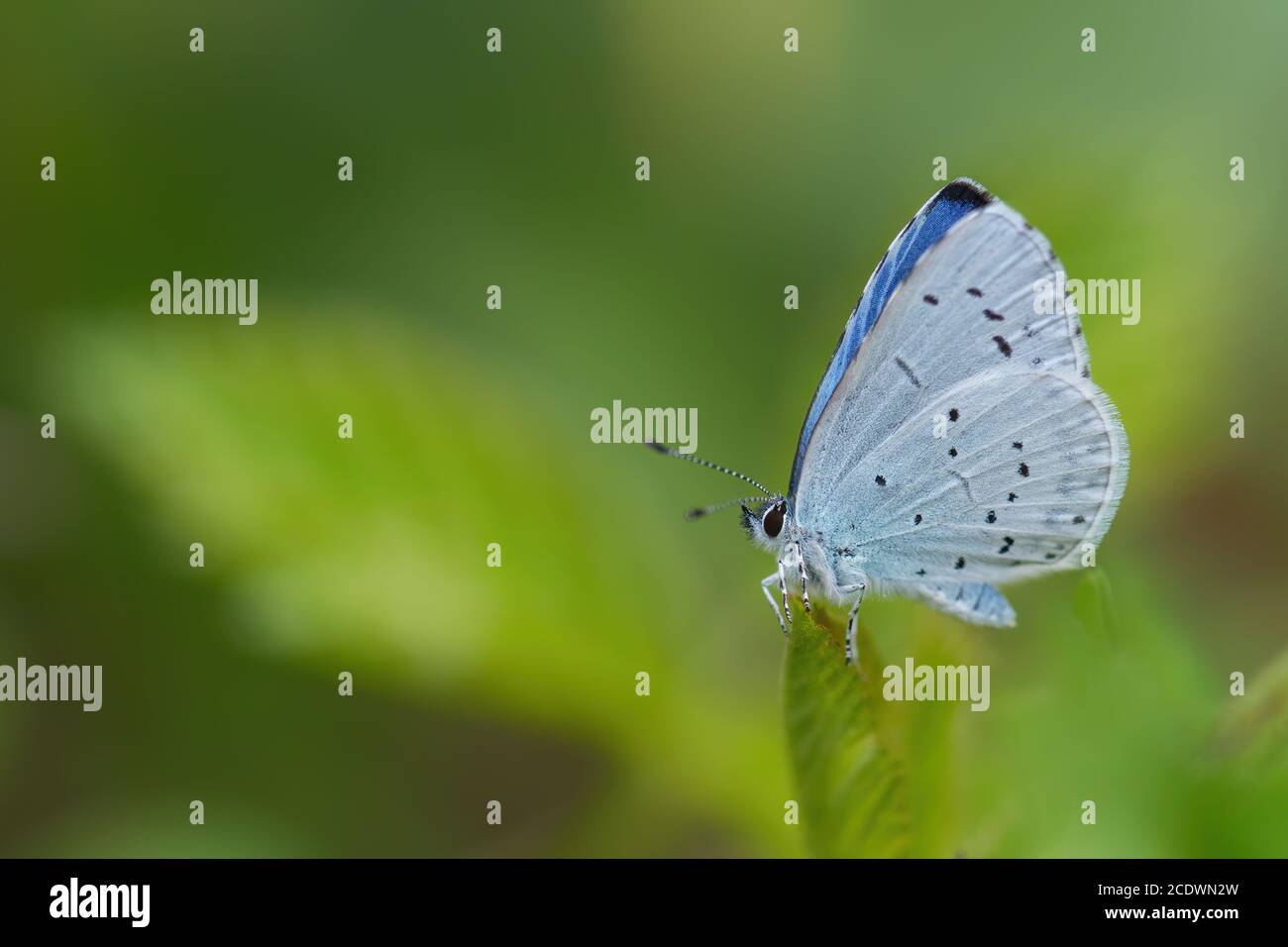 Holly Blue - Celastrina argiolus, beatiful small blue butterfly from European meadows and grasslands, Havraniky, Czech Republic. Stock Photo
