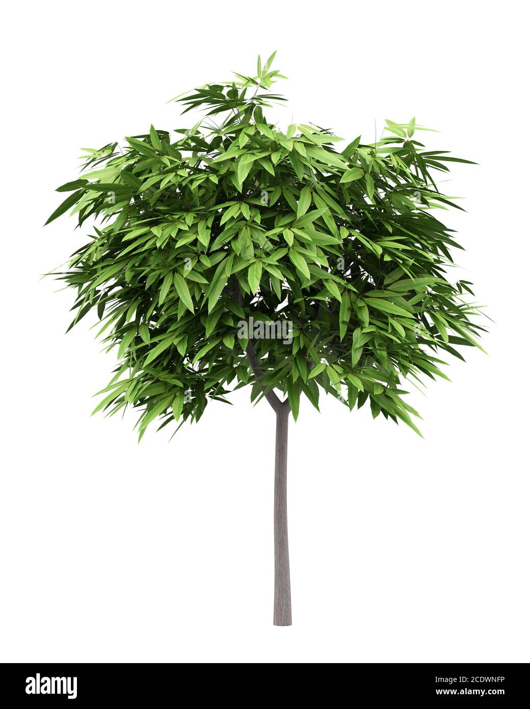 mango tree isolated on white background Stock Photo