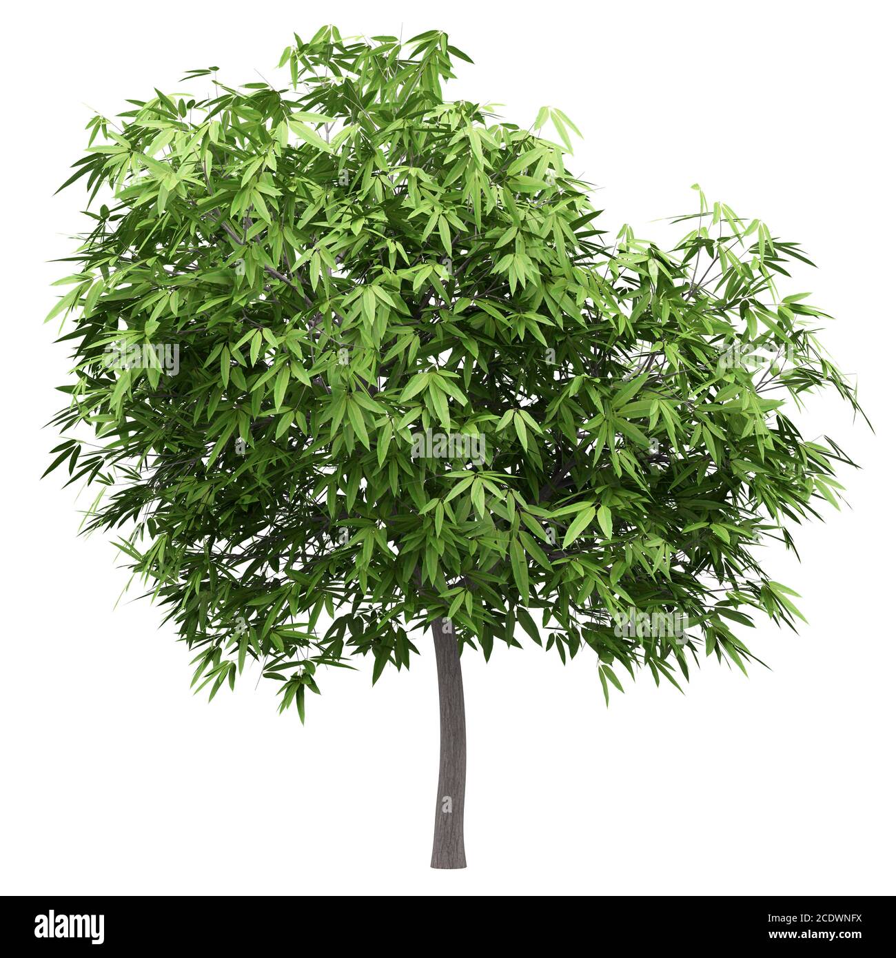 mango tree isolated on white background Stock Photo