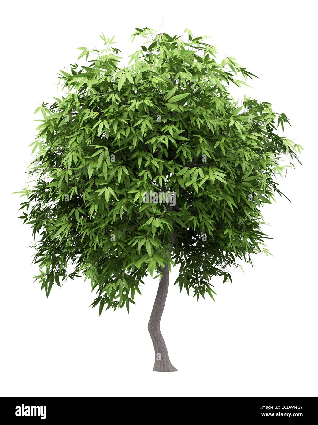 mango tree isolated on white background Stock Photo