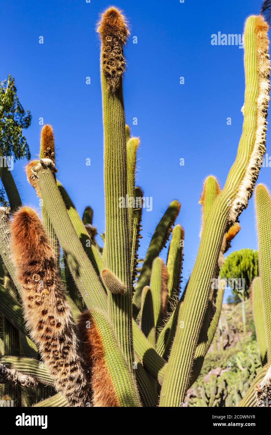 Bolivian cactus Espostoa guentheri with blue sky Stock Photo