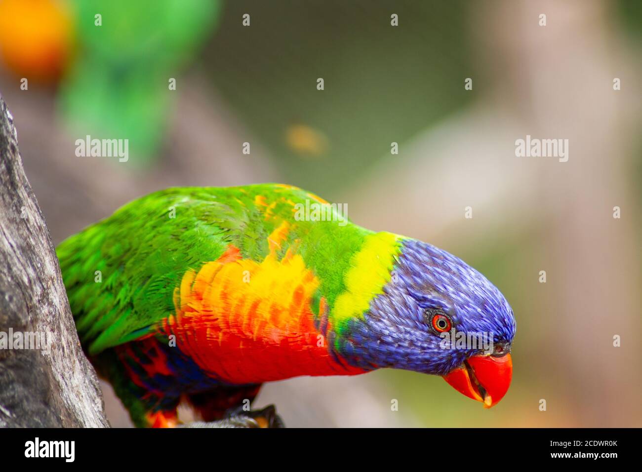 Swainsons lorikeet hires stock photography and images Alamy