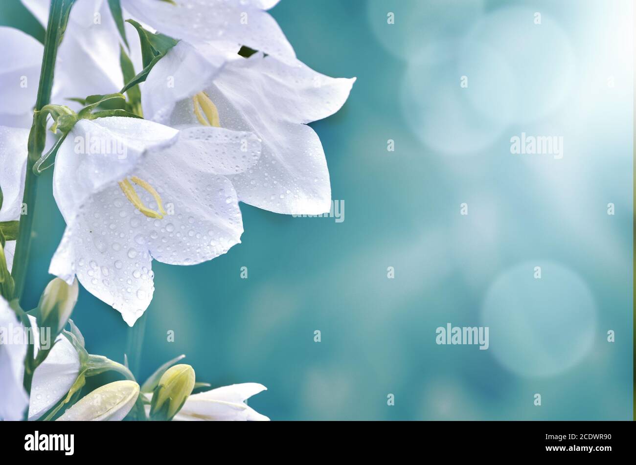 White campanula flowers with morning dew on blue blurred background Stock Photo