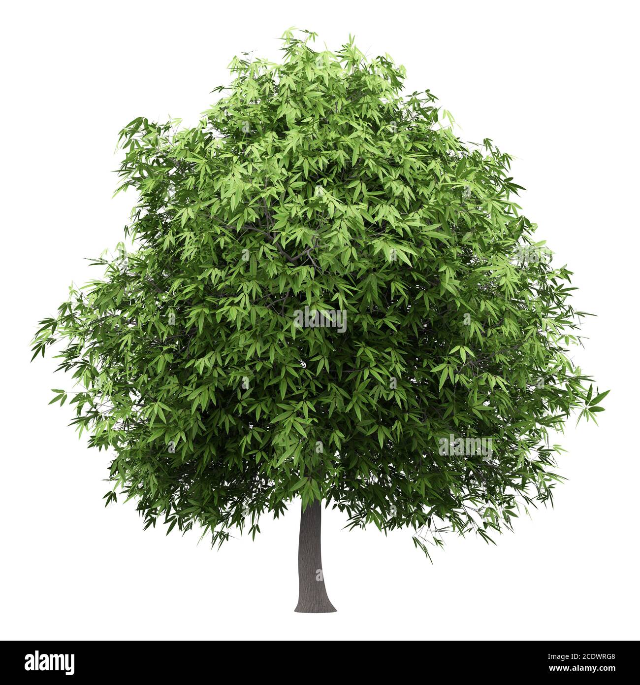mango tree isolated on white background Stock Photo
