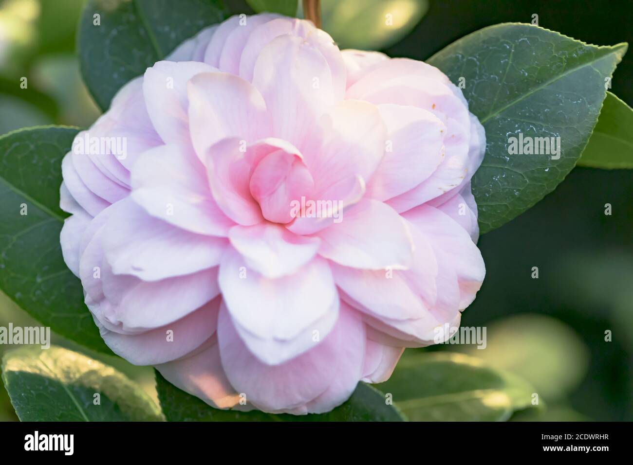 camilvy glanzmispel Photinia fraseri 'Camilvy' Gartenpflanzen main image 1