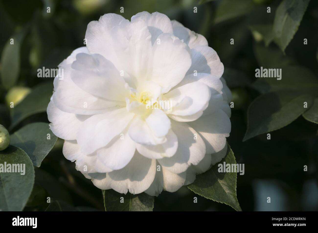 White Camellia japonica L. 'K. Sawada's Theaceae Stock Photo