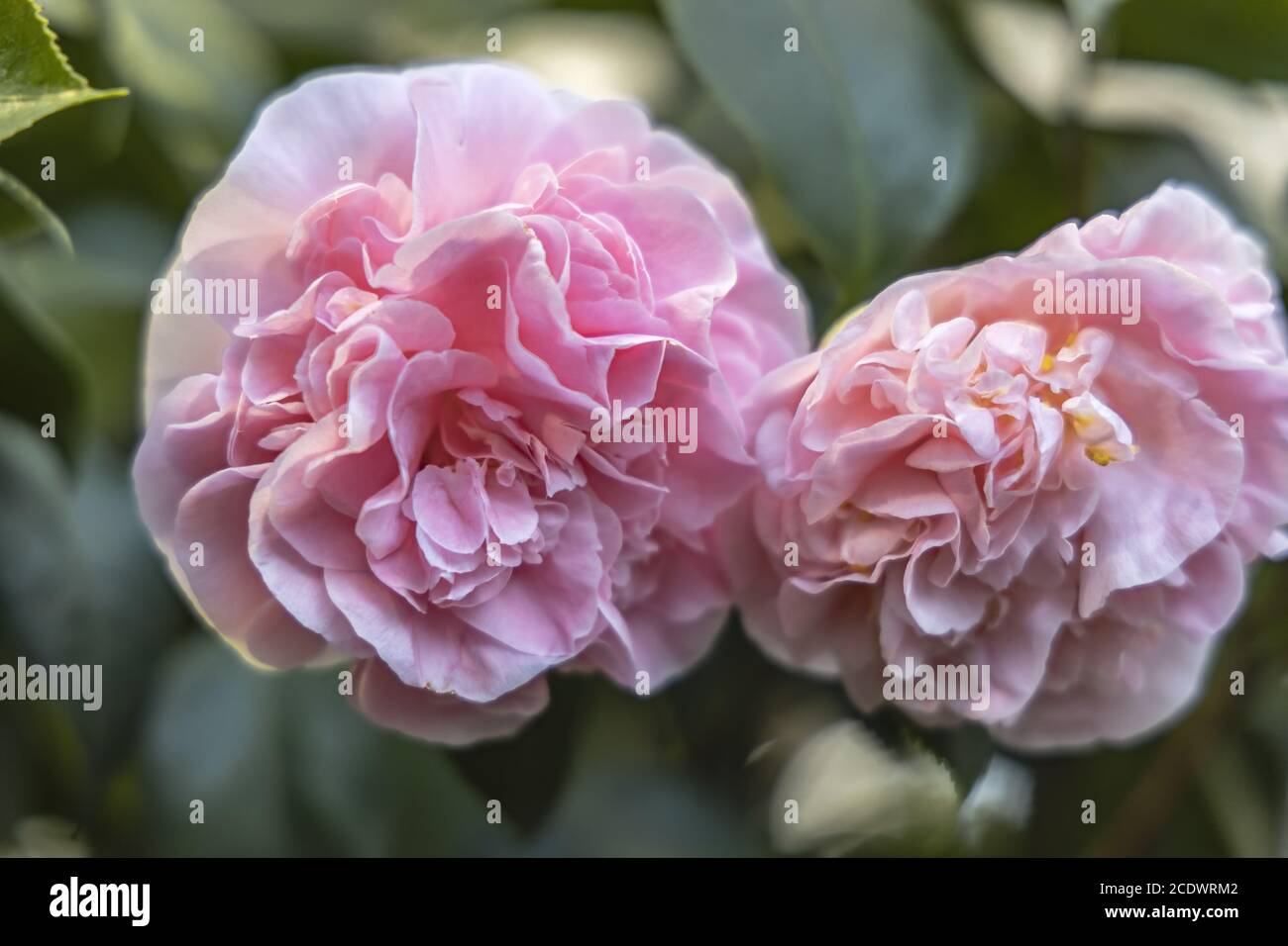 Pink Camellia japonica L. 'Debutante' Theaceae Stock Photo