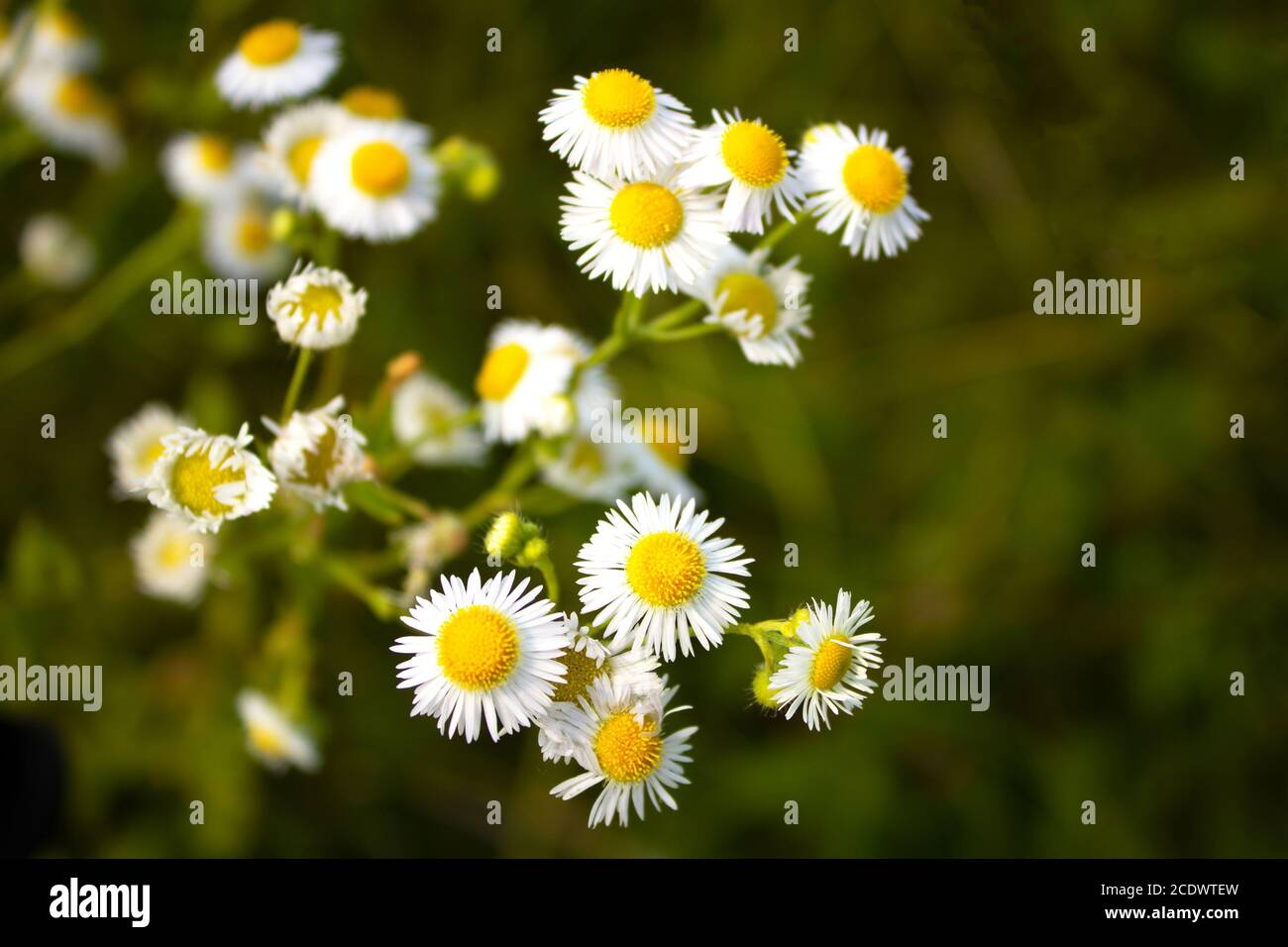 Chamomile flowers on a meadow in summer. It is the common name for