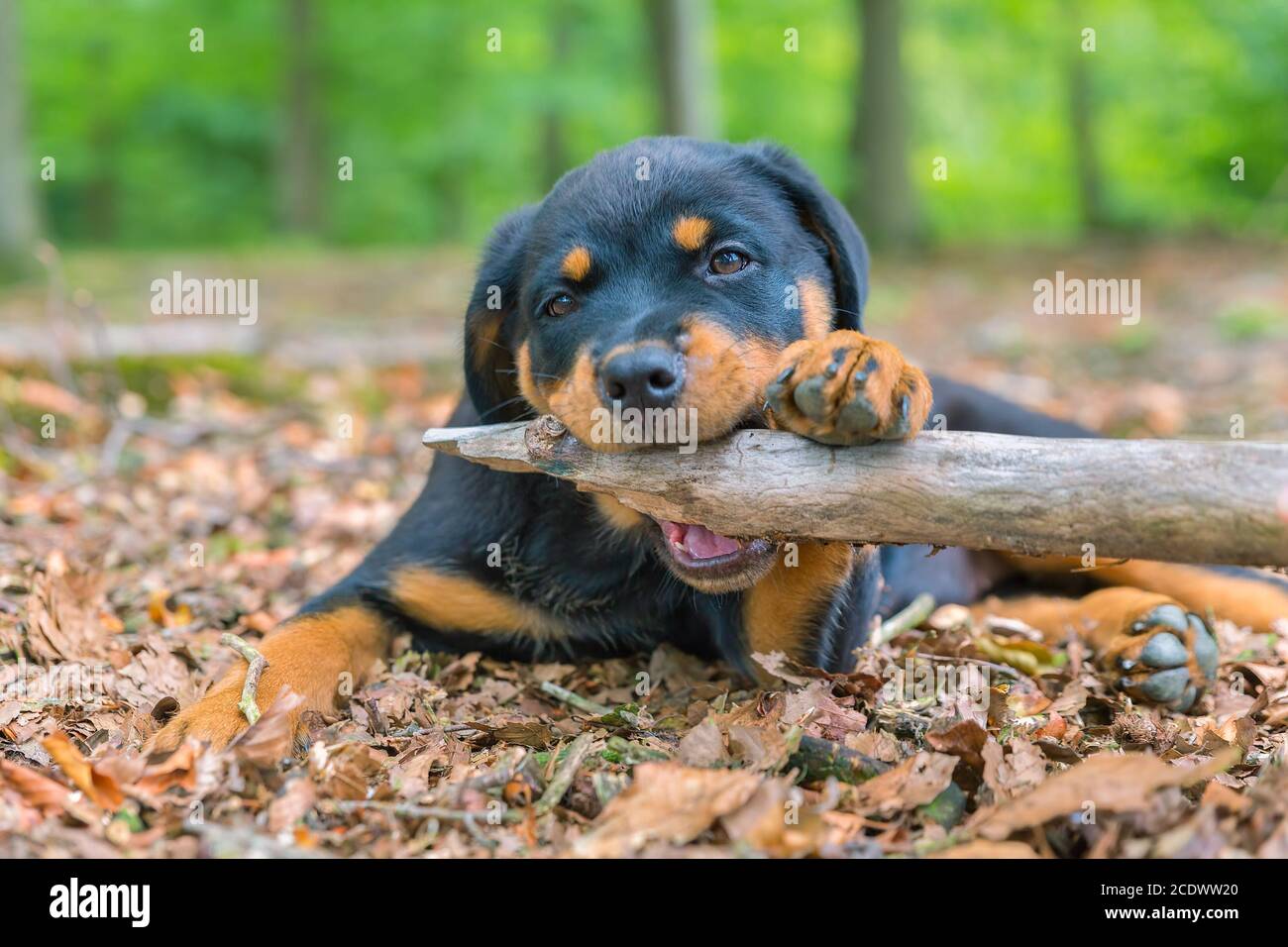 Portrait of rottweiler puppy biting branch in nature Stock Photo