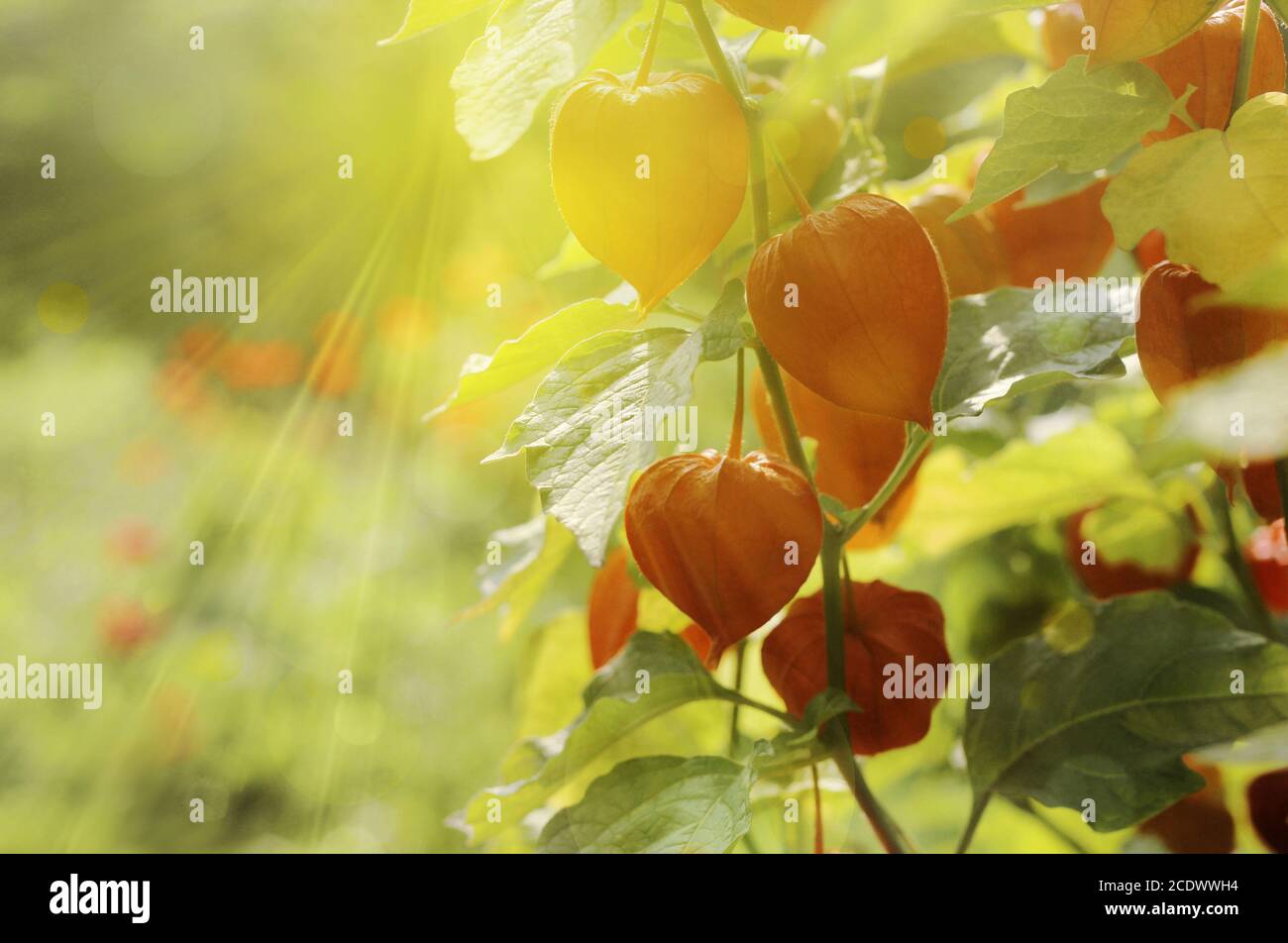 flowers colorful, nature, summer, background, ray, chinese lantern Stock Photo