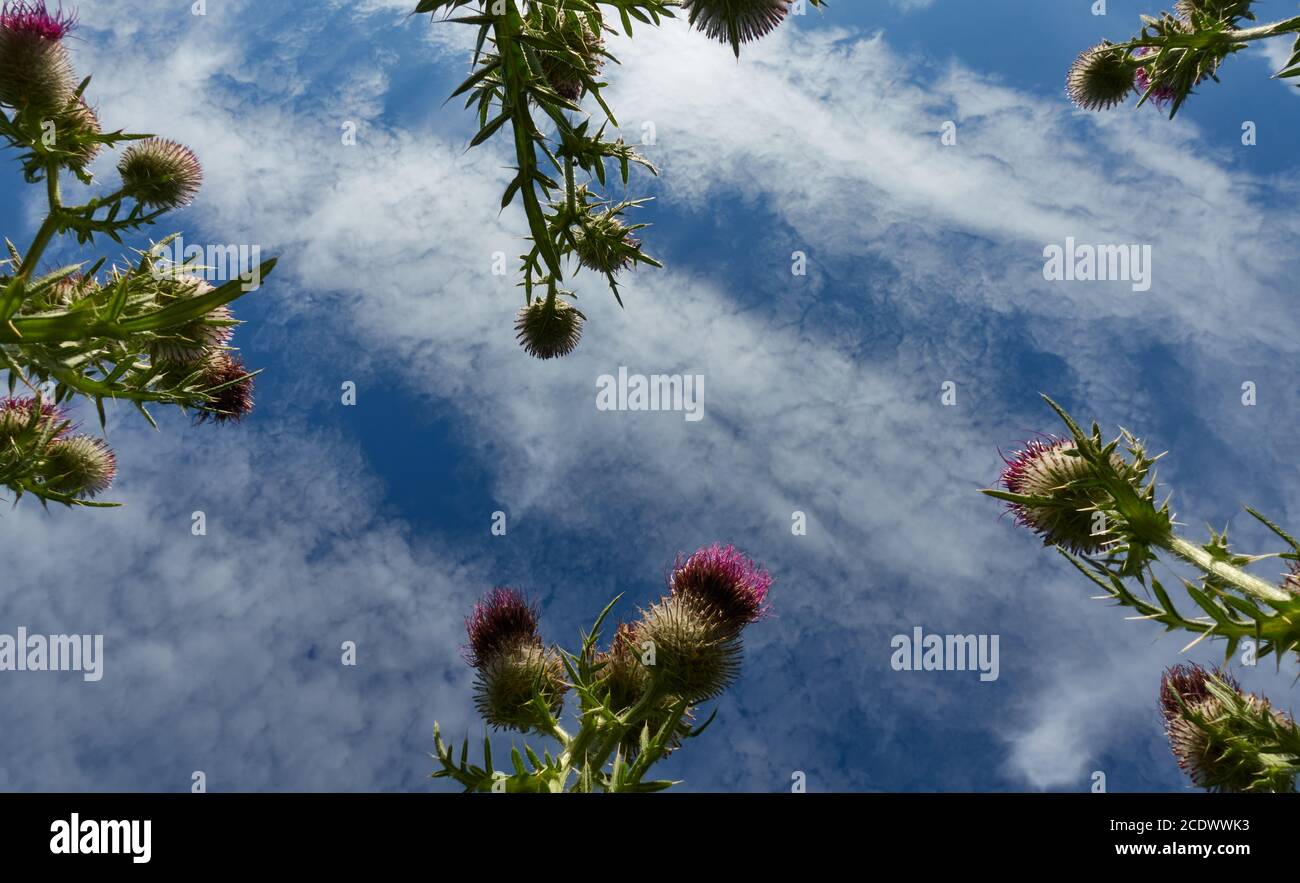 Many ring thistles (Carduus) from below, green leaves and sharp thorns are on the plants, blue sky with white veil clouds. Germany, Baden Wuerttemberg Stock Photo