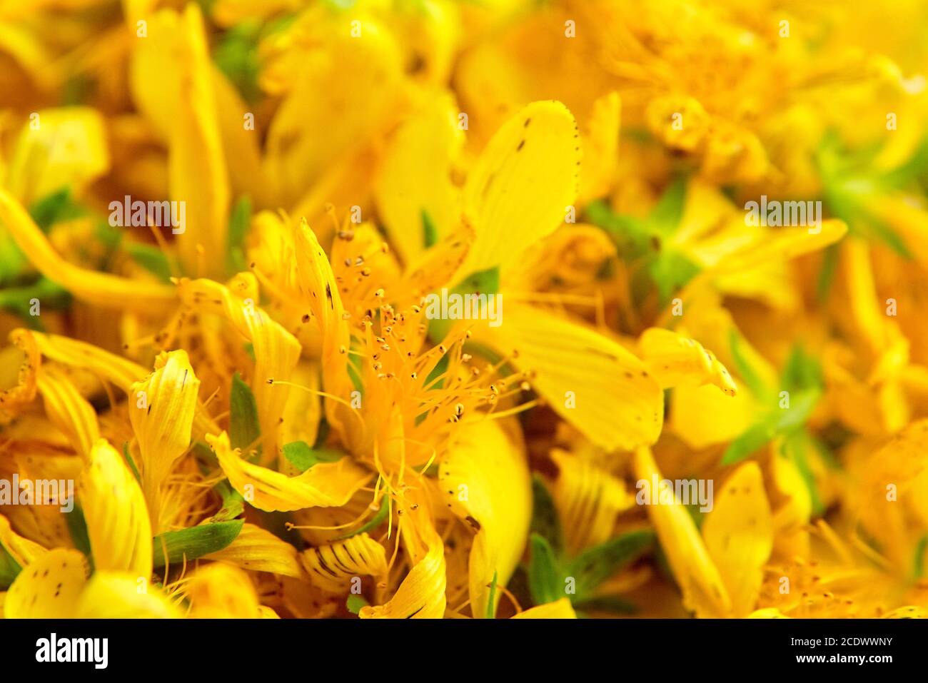 St. John's wort (Hypericum perforatum) is a flowering plant with yellow