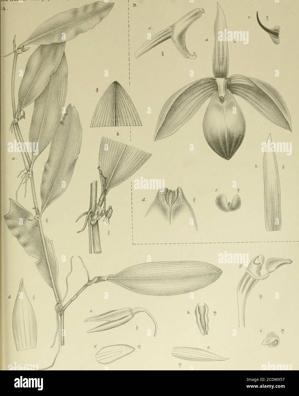 . Nova Guinea : résultats de l'expédition scientifique néerlandaise à la Nouvelle-Guinée .. . R. Naladipoera et J. J. Smilh del. Fa. P. W. M. Trap impr. CVI. A. Bulbophyllum breviscapum J. J. S. a. Planta /i- b. Inflorescentia /,. c. Flos /,. d. Sepalum dorsale 7/,. e. Sepalum latérale /2-/. Petalum ,n/,. g. Labellum et gynostemium */,.//. Labellum supra visum */,.i. Anthera 23/1. B. Bulbophyllum Papilio J. J. S. a. Flos 3/2. b. Sepalum dorsale 5/3. c. Petalum •/,. d. Basis labelli */i- e. Gynostemium 8/3./. Pollinarium °/,. n •a-Guinca. VIII. J. J. Smith, Orchirteae Cl I. R Natadipoera et J. Stock Photo