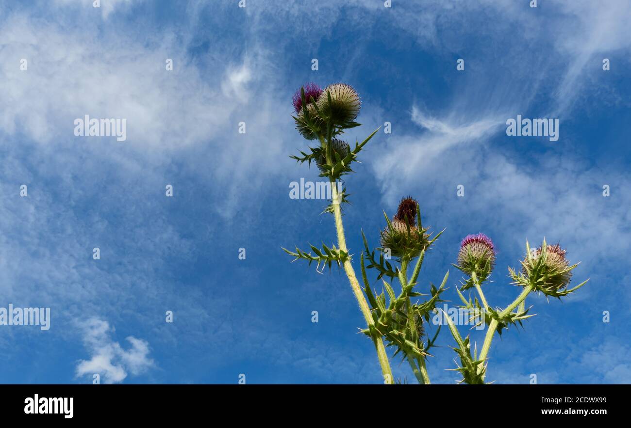 Upper part of a thistle, round flower heads and green leaves. Germany Stock Photo