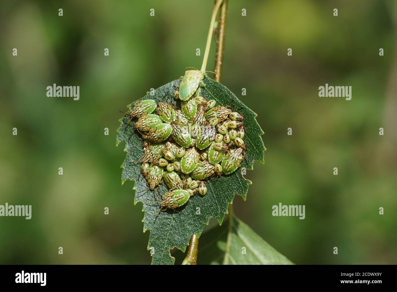 Nymphs of a parent bug (Elasmucha grisea) of the Acanthosomatidae family together on a leaf of a birch (Betula). Summer in a Dutch garden. Stock Photo