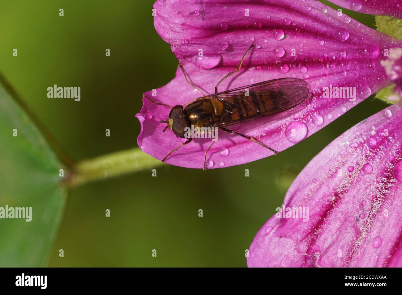 Marmalade hoverfly (Episyrphus balteatus), family Syrphidae on the