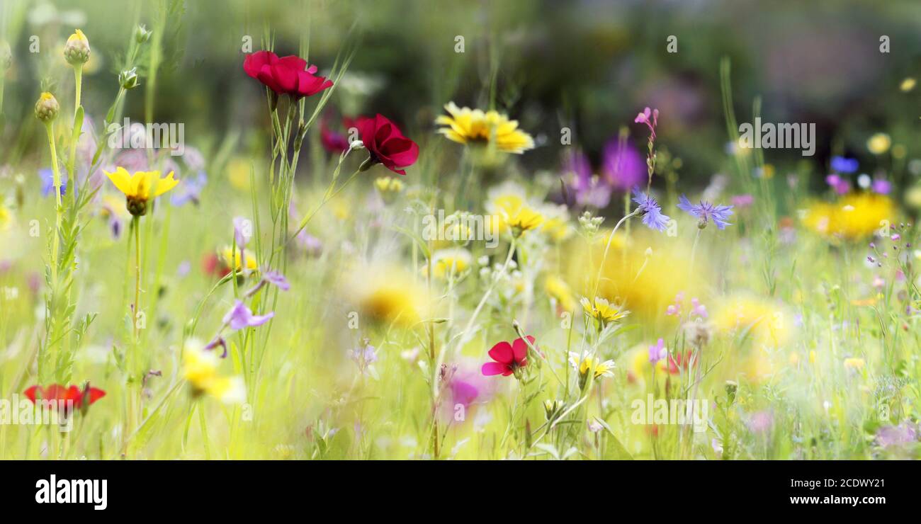Hayfield wildflowers hi-res stock photography and images - Alamy