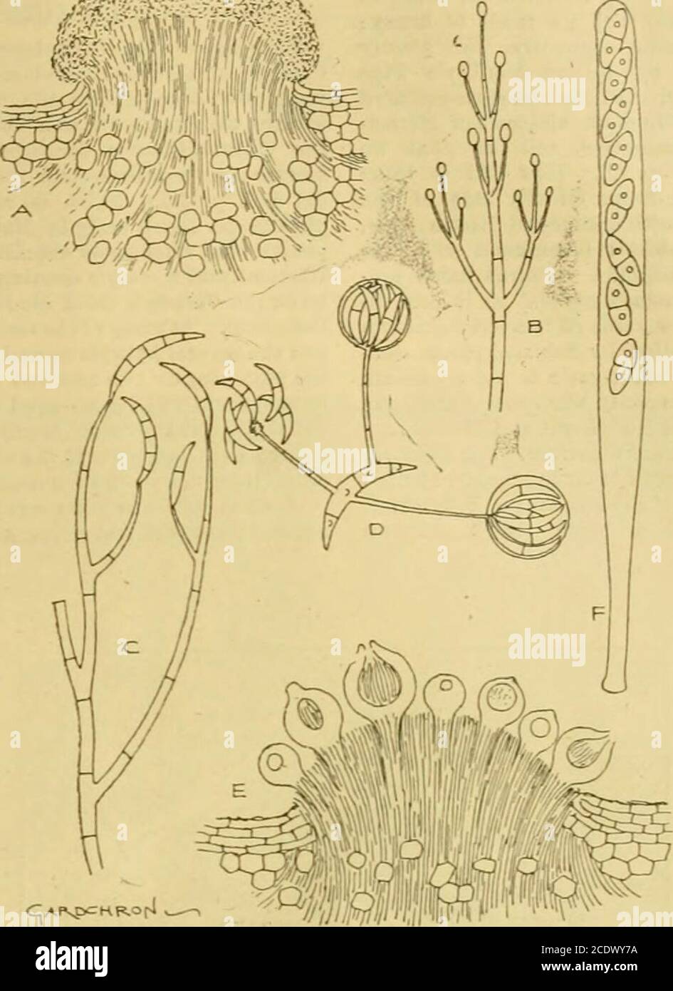 . The Gardeners' chronicle : a weekly illustrated journal of horticulture and allied subjects . gyne vemuta, Bolfe (n sp.).— Pseudo bulbs aboutan inch distant on the rhizome, elliptical-oblong,obscurely tetragonal, sulcate, 2 inches long by ^ inchttroad, diphyllou9. Leaves lanceolate, acuminate,coriaceous, three-nerved, shining above about 7 incheslong by 1 inch broad, narrowed at the base into a shortpetiole. Scape pendulous, about 10 inches long, many-flowered. Bracts persistent, broadly elliptical, obtuse,convolute, 7 liDes long. Pedicels 6-7 lines long.Sepals ovate-oblong, apicutate, conca Stock Photo