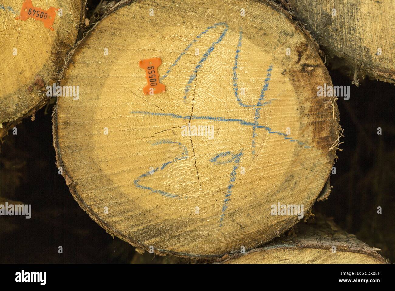 Forester marking trees hi-res stock photography and images - Alamy