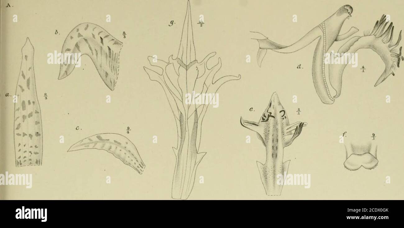 . Nova Guinea : résultats de l'expédition scientifique néerlandaise à la Nouvelle-Guinée .. . 4 j | R. Natadipoera et J. J. Smith del. Fa. P. W. M. Trap impr. XCII. A. Dendrobium insigne Rchb. f.(forma aruensis). a. Sepalum dorsale 8/3. b. Sepalum latérale 8/3. c. Petalum °/4. d. Labellum et gynostemium ?/,. e. Labellum expansum */,. /. Apex lamellae gynostemii •/,. g. Labellum D. lyperanthiflori Krzl. (auth.) n/2 B. Dendrobium insigne Rchb. f.var. subsimplex J. J. S. a. Flos 2/i- b. Sepalum dorsale v,. c. Sepalum latérale *.. d. Petalum v,. e. Labellum et gynostemium 3/(. f. Labellum expansum Stock Photo