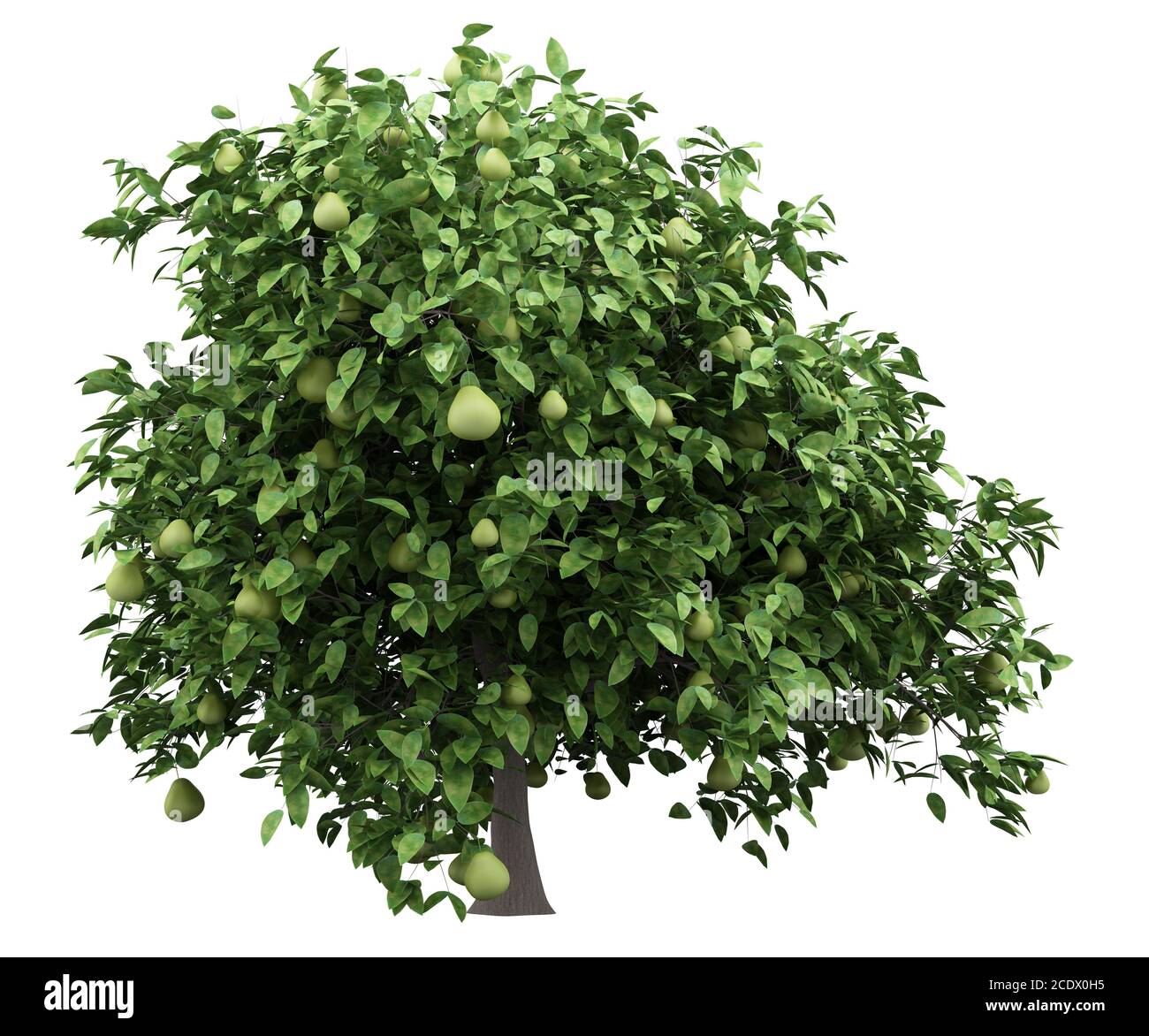 pomelo tree with fruits isolated on white background Stock Photo