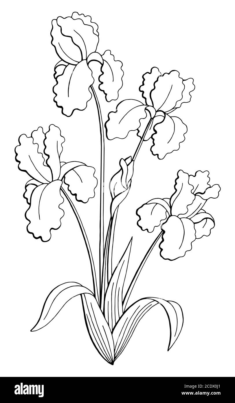 Iris flower graphic black white isolated bouquet sketch illustration vector Stock Vector