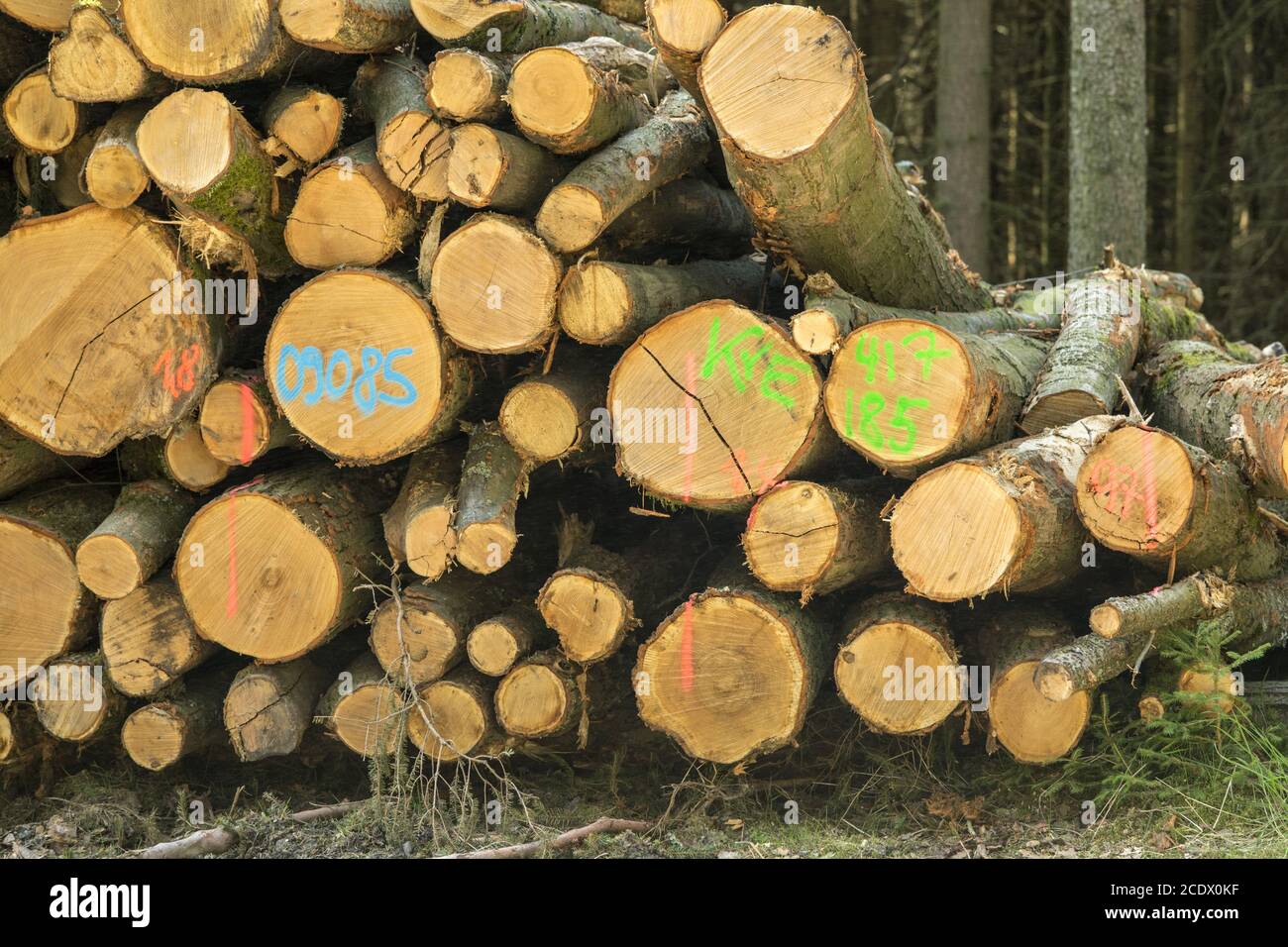 Stack of sawn and numbered beech trunks in the forest Stock Photo
