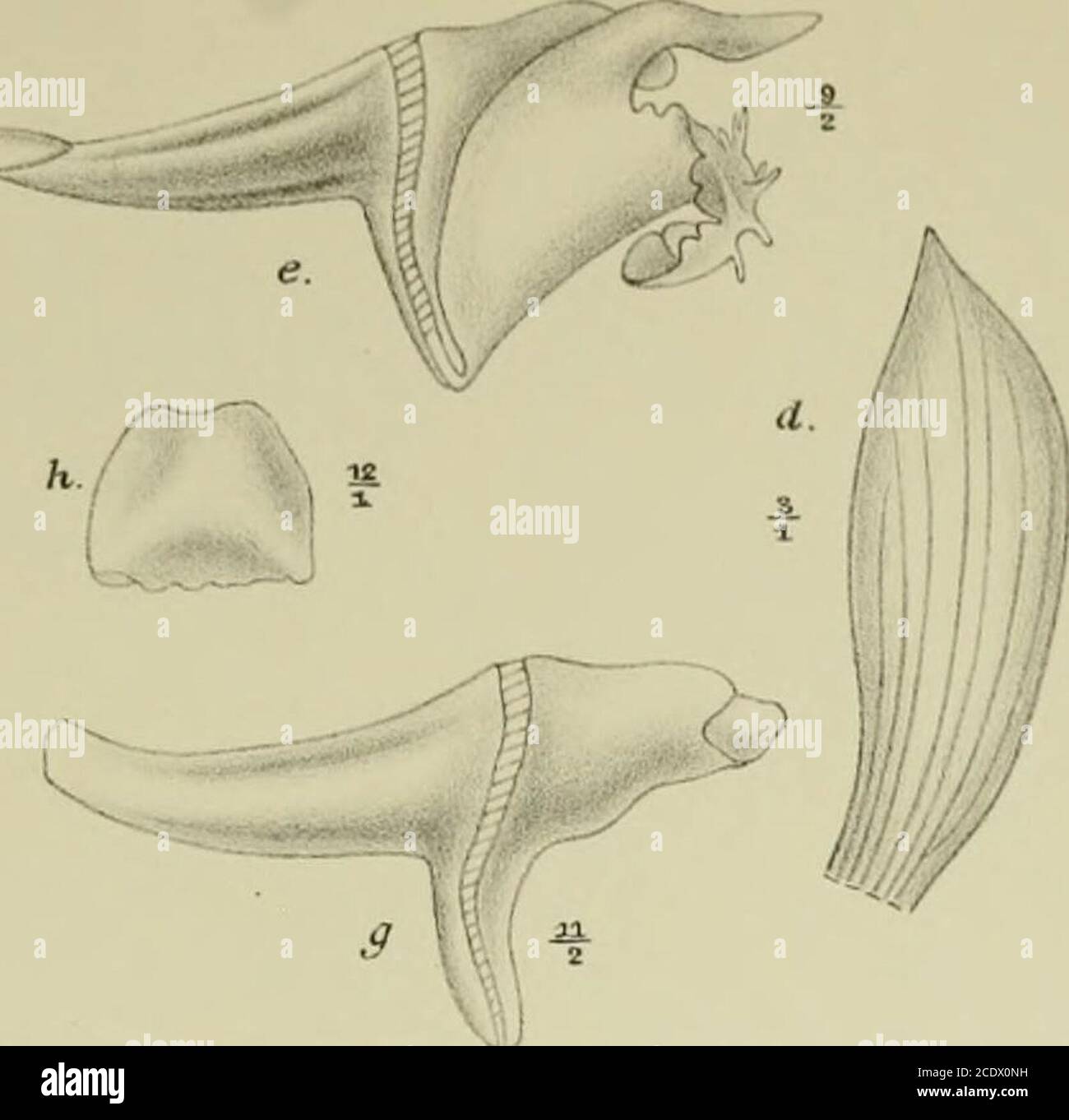 . Nova Guinea : résultats de l'expédition scientifique néerlandaise à la Nouvelle-Guinée .. . V^ R. Natadipoera et J. J. Smith del. Fa. P. W. M. Trap impr. XC. A. Dendrobium ostrinum J. J. S. a. Flos t/l. /&gt;. Sepalum dorsale 10/3. c. Sepalum latérale 3/i- d. Petalum ;7,. c. Labellum et gynostemium °/2./. Labellum expansum l5/2.g. Gynostemium /.,.h. Anthera */,. B. Dendrobium plaDum J. J. S.var. collinum J. J. S. a. Flos ,3/„. b. Sepalum dorsale */j. .1. Stock Photo