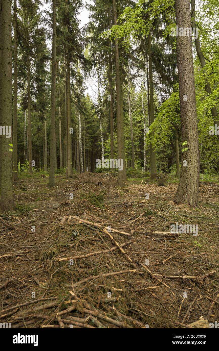 Glade in the forest for forestry equipment and skid technology Stock Photo