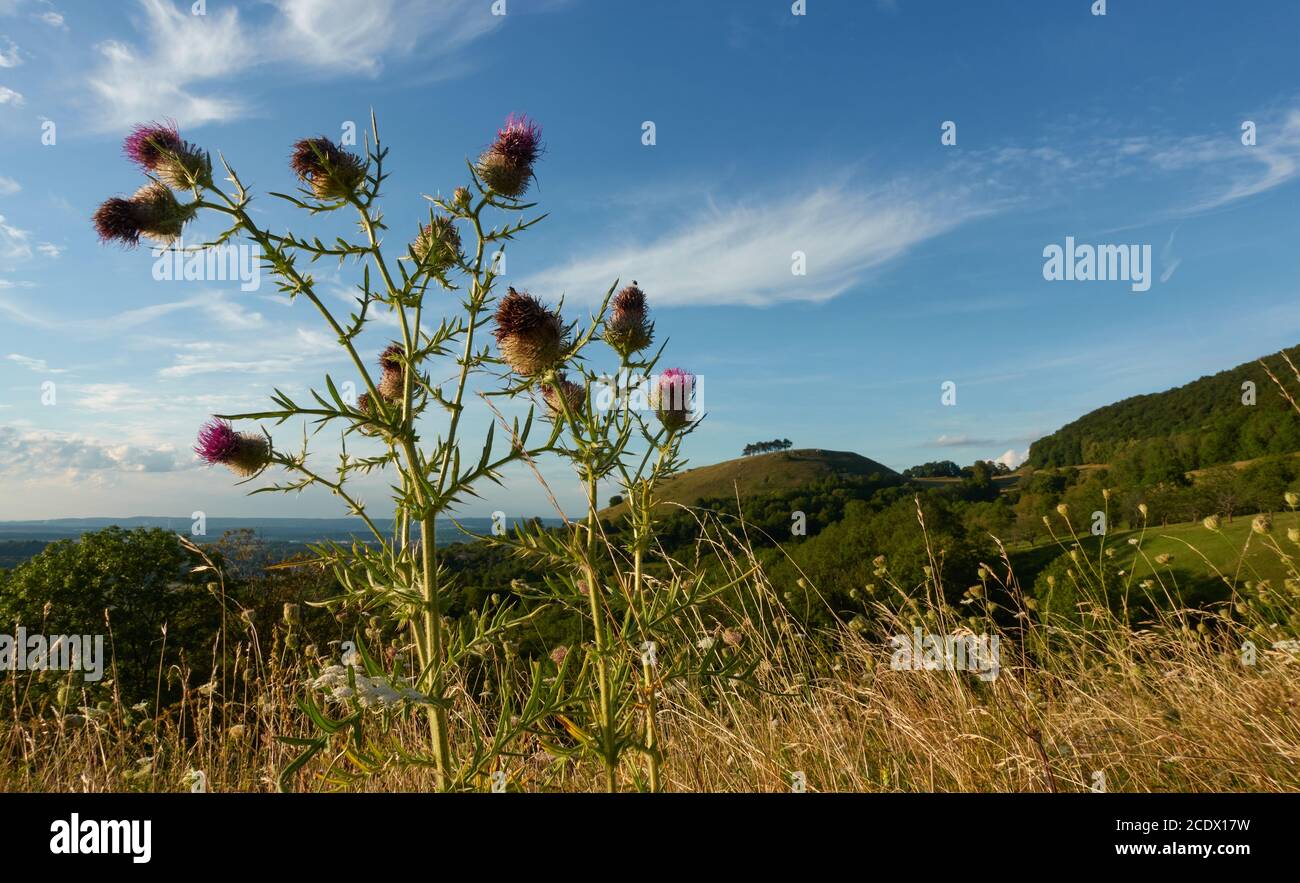 Ring thistle (Carduus) Wild plant on a meadow, the leaves are light green and have sharp thorns, the flower head is round and yellow in color, the hil Stock Photo