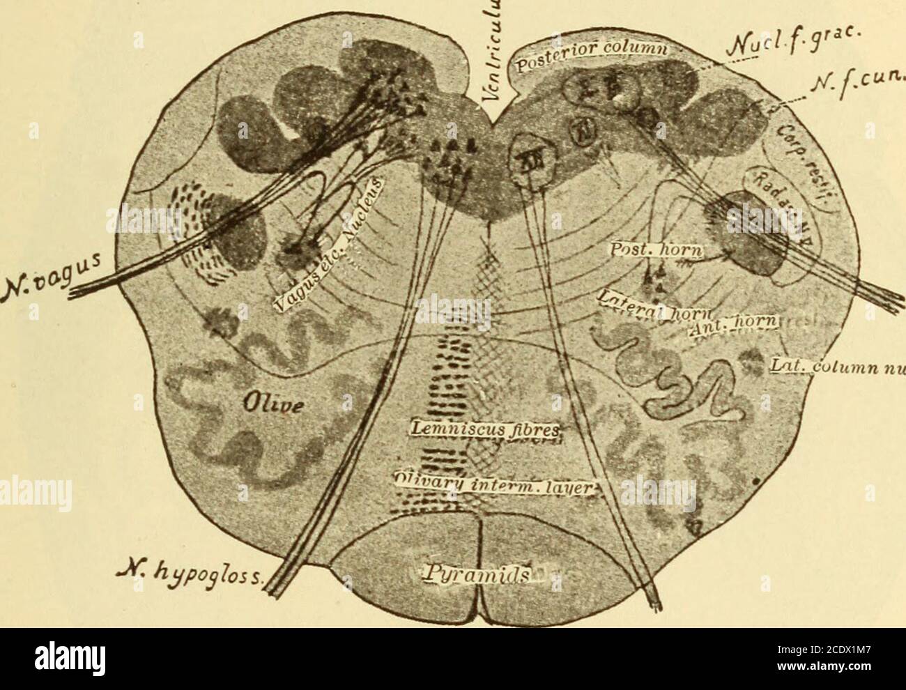 . Journal of comparative neurology . Fig. 11 Parasagittal section near  median surface of mandibular nerve, embryoof pig 17 mm. in length. E,  eustachian tube; Jug, jugular vein; Man, mandibu-lar nerve; Ot, otic  ganglion; *S, semilunar ganglion. Fig. 12