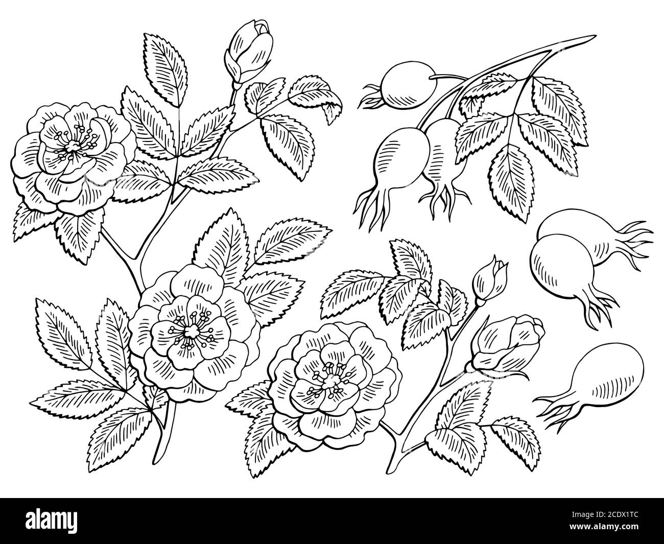 Dog rose flower berry plant graphic black white isolated sketch set illustration vector Stock Vector
