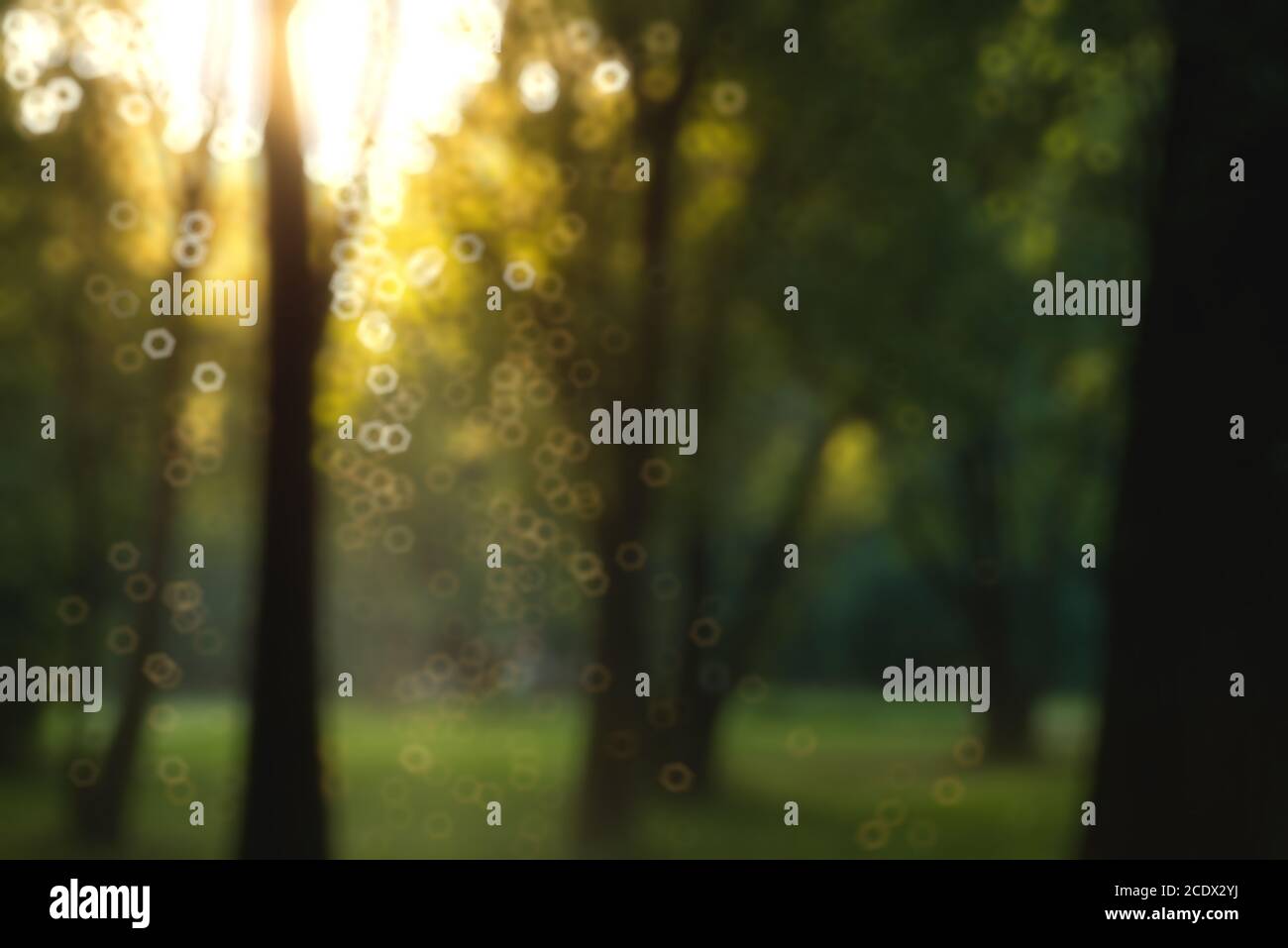 beautiful magical forest at sunset with sunlight and flying particles. Blurred bokeh background Stock Photo