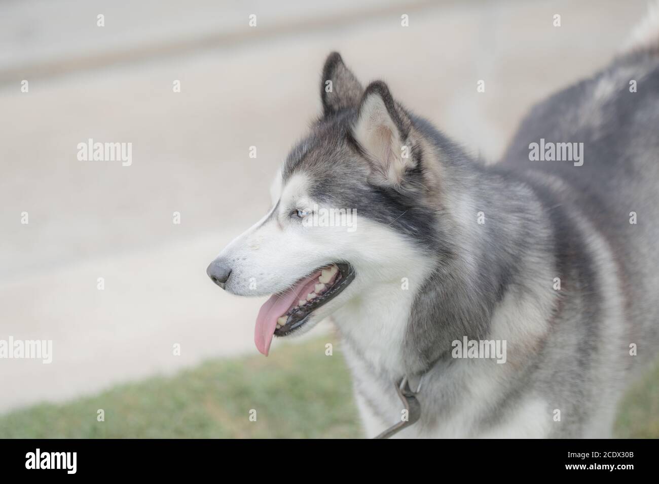 siberiano dog