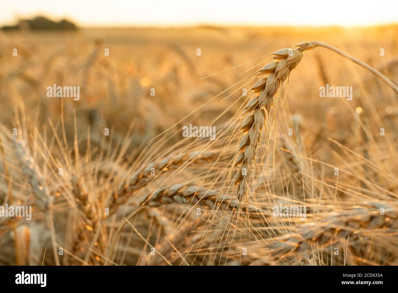 Agricultural field. Ripe ears of wheat on the background of the sunset. The concept of a rich harvest. Stock Photo