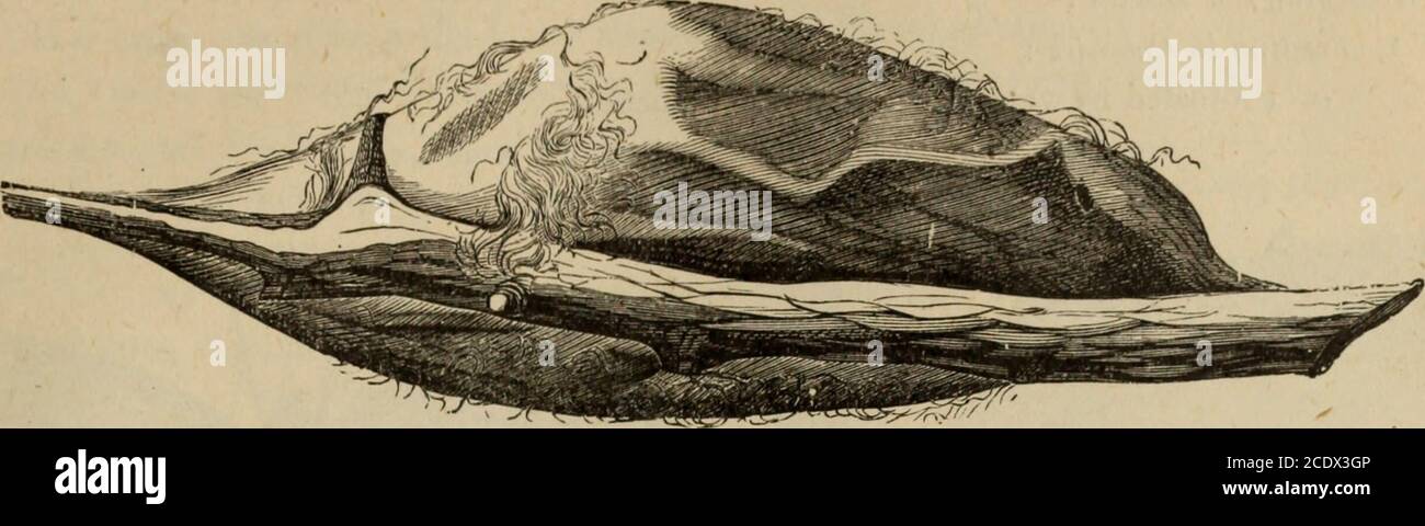 . Annual report of the Fruit Growers' Association of Ontario, 1902 . Fig, 89. Leaf - crumpler : Wintercases covered with withered leaves. 190!^ ENTOMOLOGICAL SOCIETY. 109 11. Large silken cocoons, 3 inches long firmly attached to twigs during winter,Cecropia Moth, (Samia cecropia), Fig. 90.. Fi}?. 90. Cocoon of the Cecropia moth. 12 13 14 15 Elongated white, ribbed cocoons, ; inch long, on twigs during winter,— Apple Leaf Bucculatrix. (B. pomifoliella).Mussel-shaped scales with whitish eggs underneath in winter,— Oyster Shell Bark-Louse. (Mytilaspis pomorum).Whitish scales with purple eggs un Stock Photo