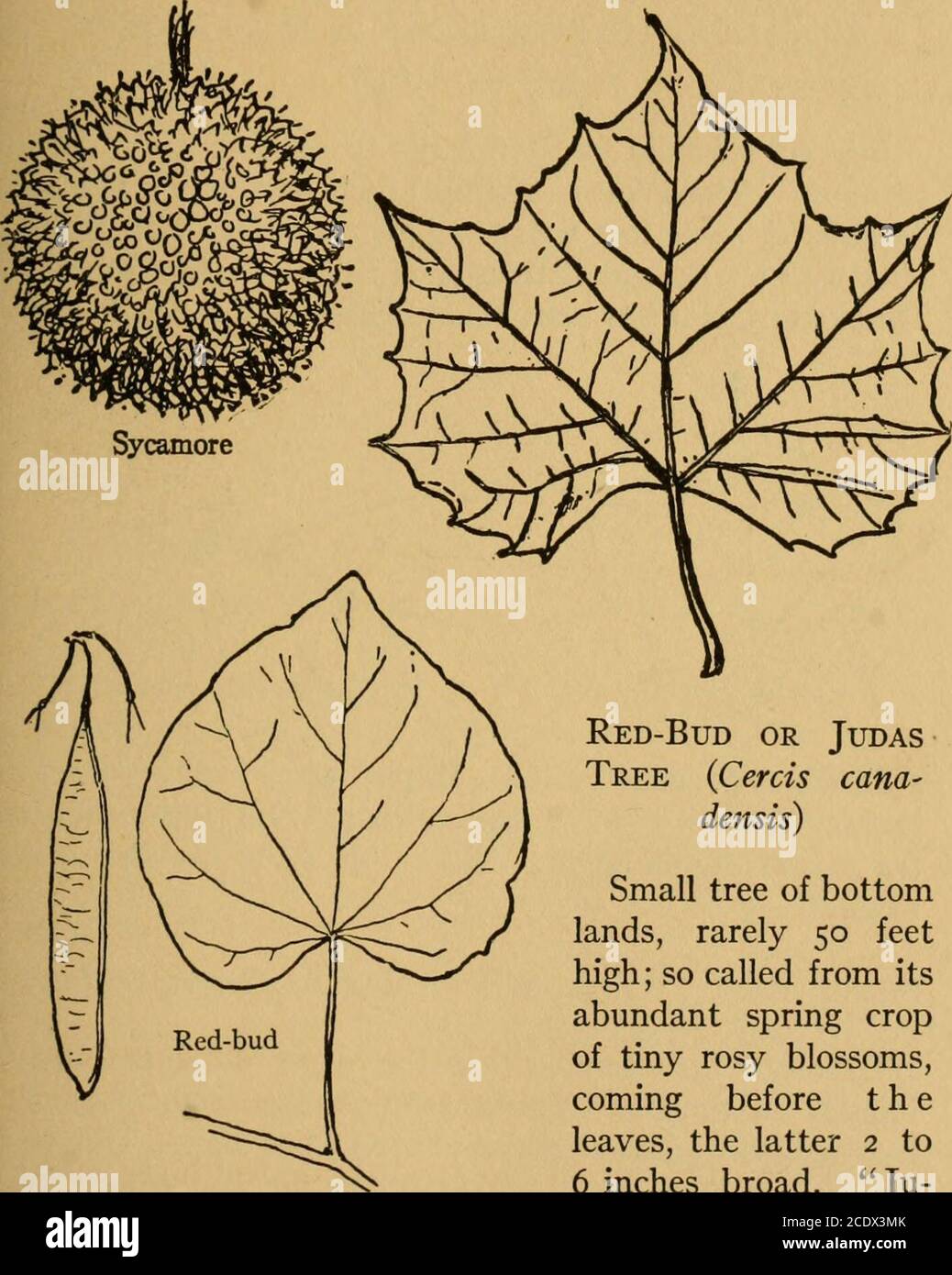 . The book of woodcraft . Heart-wood reddish brown, sap white; heavy ...