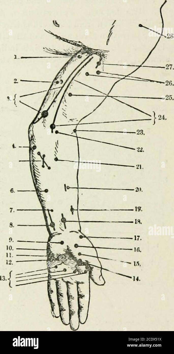 . Essentials of medical electricity . Facial nerve (med.). 9.Masseter. 10. Levator ruenti. 11. Quadratus roenti. 12. Triangularis menti. 13.Jfi/pov/lossal nerve. 14. Facia! nerve I infer.). 15. Platysma myoides. 16. Hyoid mus-cles. 17. Omohyoideus. 18. Er. ant. thoracic nerve (pectoralis major). 19. Phrenicnerve, 20. Fifth ami sixth cerr. nerves (deltoideus, biceps, brachialis, supin. longus).21. Brachial plexus. 22. Long thoracic nerve (scrratus lnagnus). 23. Circumrier nerve*24. Iiorsalis scapula nerve (rhomboidei). 25. Trapezius. 26. Levator anguli scapula*.27. Spinal accessor)/ nerve. 28. Stock Photo