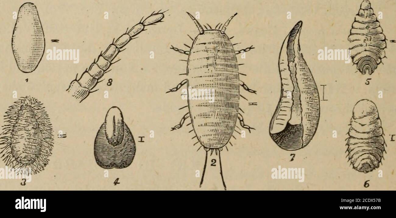 . Annual report of the Fruit Growers' Association of Ontario, 1902 . Fig. 64. Woolly Aphis.. 3 4. Fig. 6.0. Oyster-shell Bark-louse. B. Atiackirtg the Trunk, Branches, and Tiviqs : 1. Producing longitudinal slits in the bark ; eggs under the edges of the slits.Buffalo Tree-hopper (Ceresa bubalus). See Fig. 7» i902 ENTOMOLOGICAL SOCIETY. 103 a. Fixed to Baric : 1. Producing an ashy-gray -incrustation on the bark ; scales round, and gray and black. San Jose scale (Aspidiotus perniciosus). See Figs. 4 and 5. 2. Bark rough with mussel-shaped scales. Oyster-shell Bark-Louse (Mytilaspis pomorum). Fi Stock Photo
