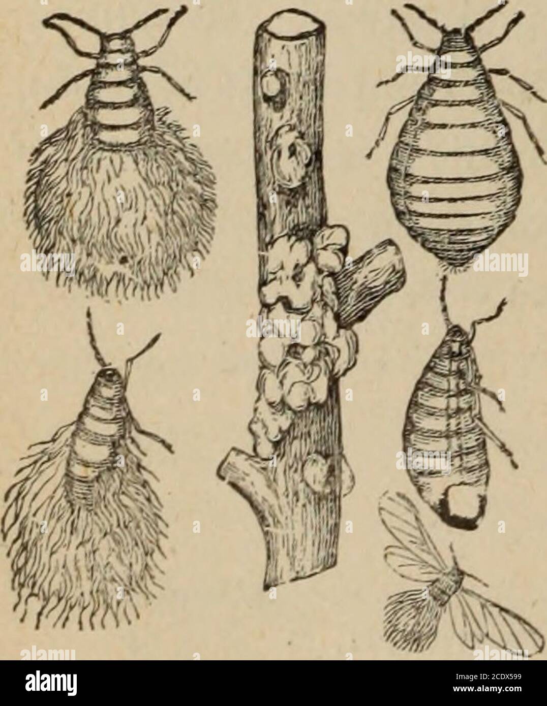 . Annual report of the Fruit Growers' Association of Ontario, 1902 . wders, liquids or gases that kill by contact or suffocation. It is also of importance that the fruit-grower learn to recognize the larvfe, for they areusually the most injurious stage of insect life. The young of moths and butterflies, usuallycalled caterpillars, are in most cases 16-legged, with the exception of the loopers which are10-legged. The grubs or worms of saw-flies are 20-legged. The young of beetles, or grubs,are usually 6-legged. The maggots of flies, bees and wasps are usually legless. The youngof grasshoppers, Stock Photo