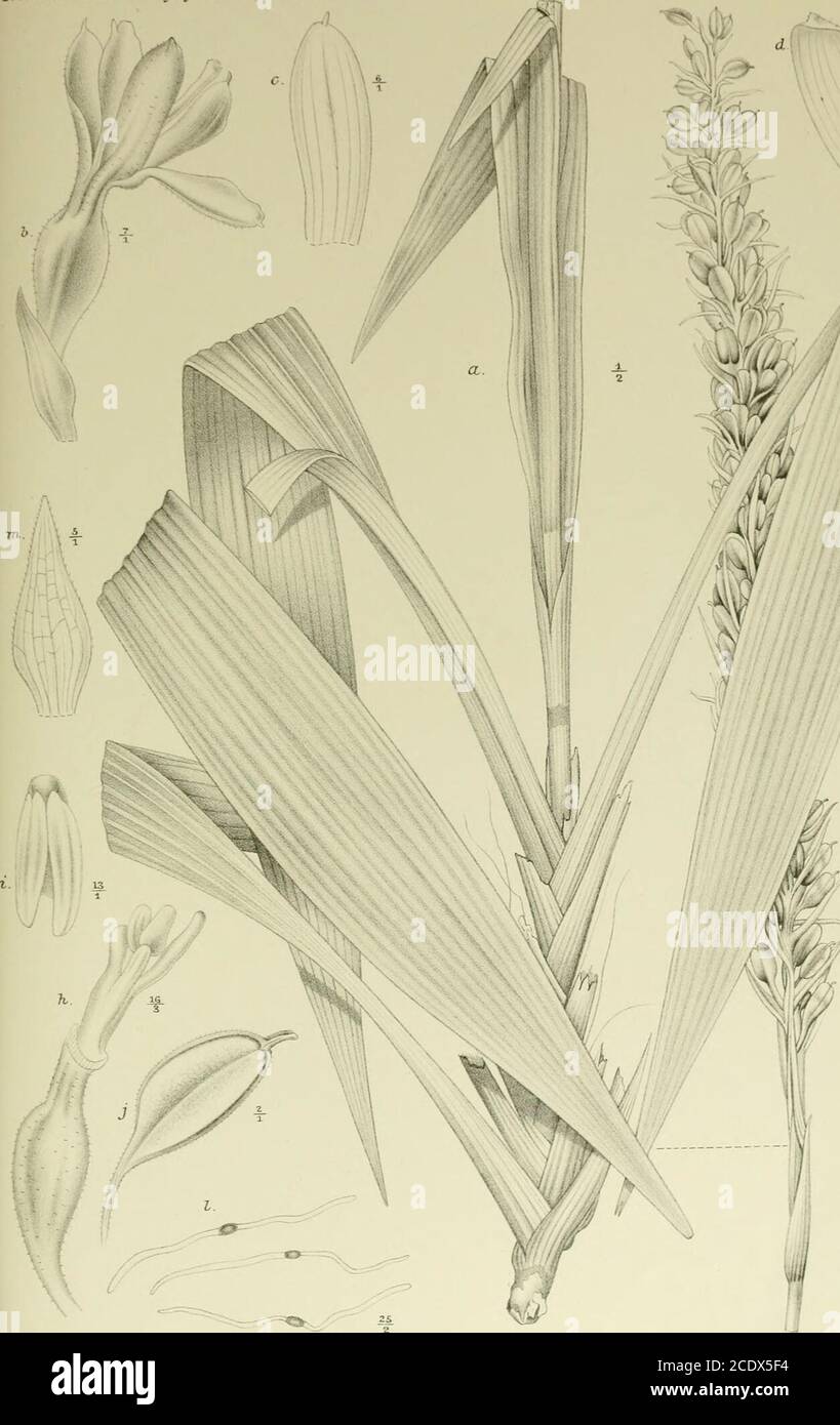 . Nova Guinea : résultats de l'expédition scientifique néerlandaise à la Nouvelle-Guinée .. . X Fa P. W. M. Trap impr. CHAETOSTACHYS VERSTEEGII Val. FIGURENERKLARUNG. LXXV. Nieuwiedia cucullata J. J. S. a. Planta fructifiera ,. b. Klos 7/2. c. Sepalum dorsale 6/,.(/, ? Sepala lateralia /j./. Petalum •/,. g. Labellum expansum G/,.h. Gynostemium IG/3./. Anthera l3/,./. Capsula */.k. Capsula aperta ? ,./. Semina 25/ï.m. Bractea B/,. V i-Guinea. VIII. J. J. Smith. Orchideae. !  I 1 A, Stock Photo