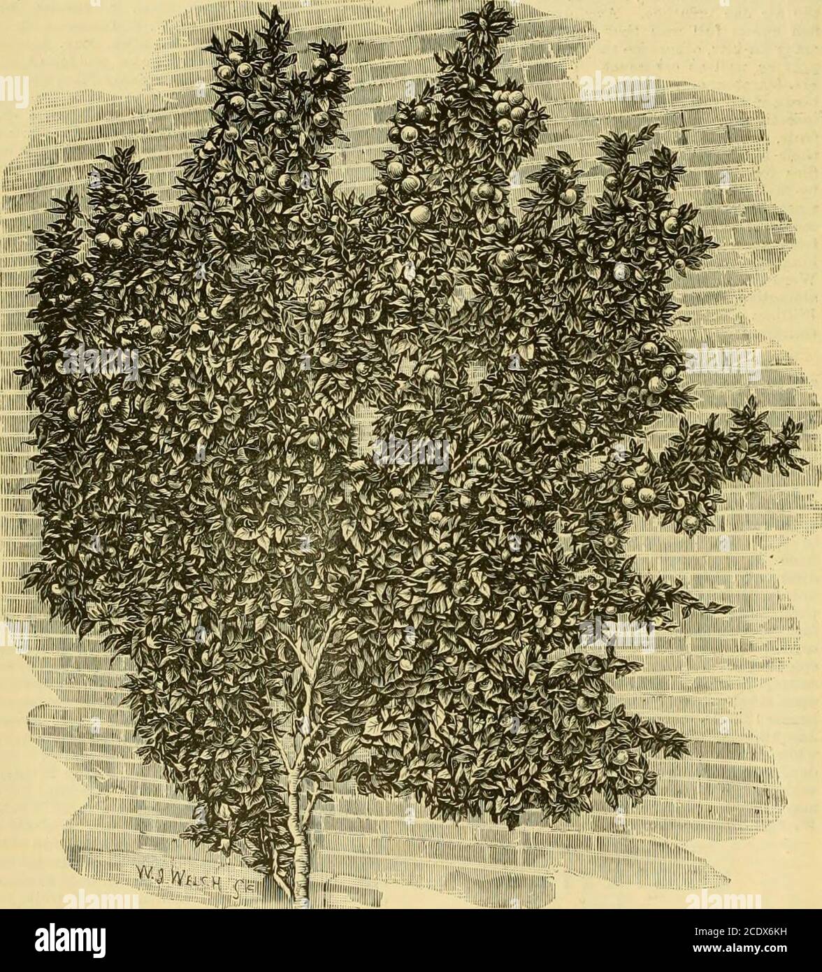 . The Gardeners' chronicle : a weekly illustrated journal of horticulture and allied subjects . sostephana and J. coccinea, the tall heads ofColeus thyrsoideus, with its lovely blue, harmonisingwell with the red and white of the other members, thewhole havirg a groundwork of small Adiantum Ferns.Cheiranthus kewensis, with its more modest displayof pale orarge flowers, was also staged by this firm(Silver Flora Medal). Gilanthus robustus prrecox. Iris persica Heldreichii,and Fritillaria oranensis, the latter being very pleas-ing with its pendulous flower of brown-purple stripedwith broad bands o Stock Photo