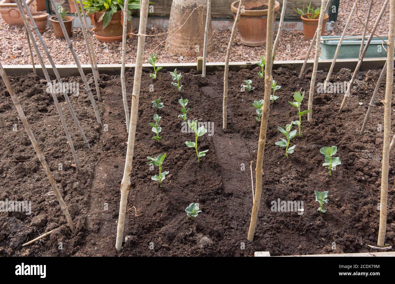 Freshly Planted Home Grown Organic Broad Bean Plants (Vicia faba) Growing in a Raised Bed on an Allotment in a Vegetable Garden in Devon, England, UK Stock Photo