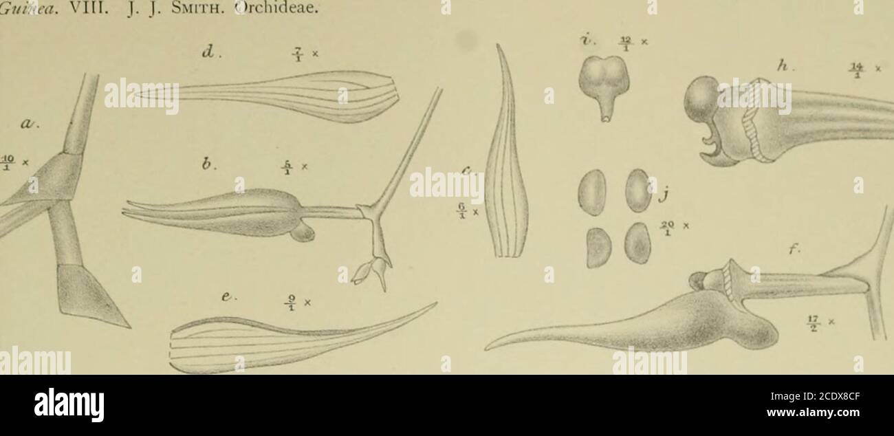 . Nova Guinea : résultats de l'expédition scientifique néerlandaise à la Nouvelle-Guinée .. . I r. W. M. Trap impr. XI.IV. i45- Taeniophyllum paludosum J. J. S. a. Pars rachidis ,. b. Flos -,. c. Sepalum dorsale c/,. d. Sepalum latérale 7/,.t. Petalum u,. /. Labellum et gynostemium 17/j.g. Labellum expansum /,.//. Gynostemium ,./. Anthera ,2/,.j. Pollinia J0/,. XI.IV. 146. Geissanthera tubulosa J. J. S. a. Flos */,. /. Tubus sepalorum et petalorum expansus /i- c. Labellum et gynostemium */,. &lt;/. Gynostemium /,. e. Anthera *•/,. / Pollinia «/,. XLIV. 147. Saccolabium palustre J. J. S. a. Flo Stock Photo