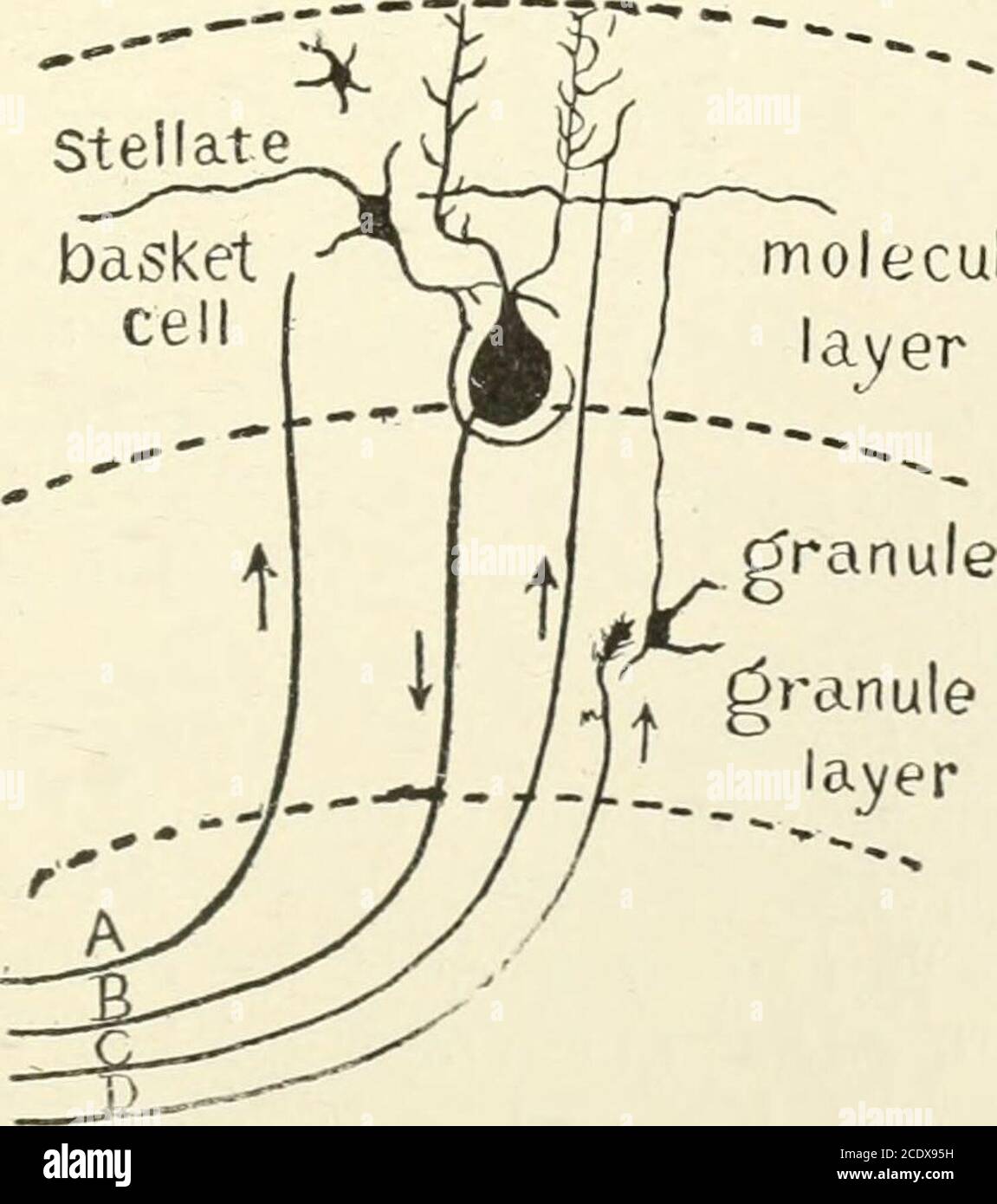 . Kirkes' handbook of physiology . Fig. 394.—Transverse Section Through a Cerebellar Folium (after Kolliker). Treated by theGolgi method. P, Axone of cell of Purkinje; F, moss fibers; K and K, fibers from white core offolium ending in molecular layer in conection with the dendrites of the cells of Purkinje; M,simple cell of the molecular layer; GR, granule cell; GR1, axones of granule cells in molecular layercut transversely; M, basket cells; ZK, basket work around the cells of Purkinje; GL, neurogliacell; N, axone of an association cell. Stellate molecularlayer. Fig. 395.—A, Afferent fiber to Stock Photo