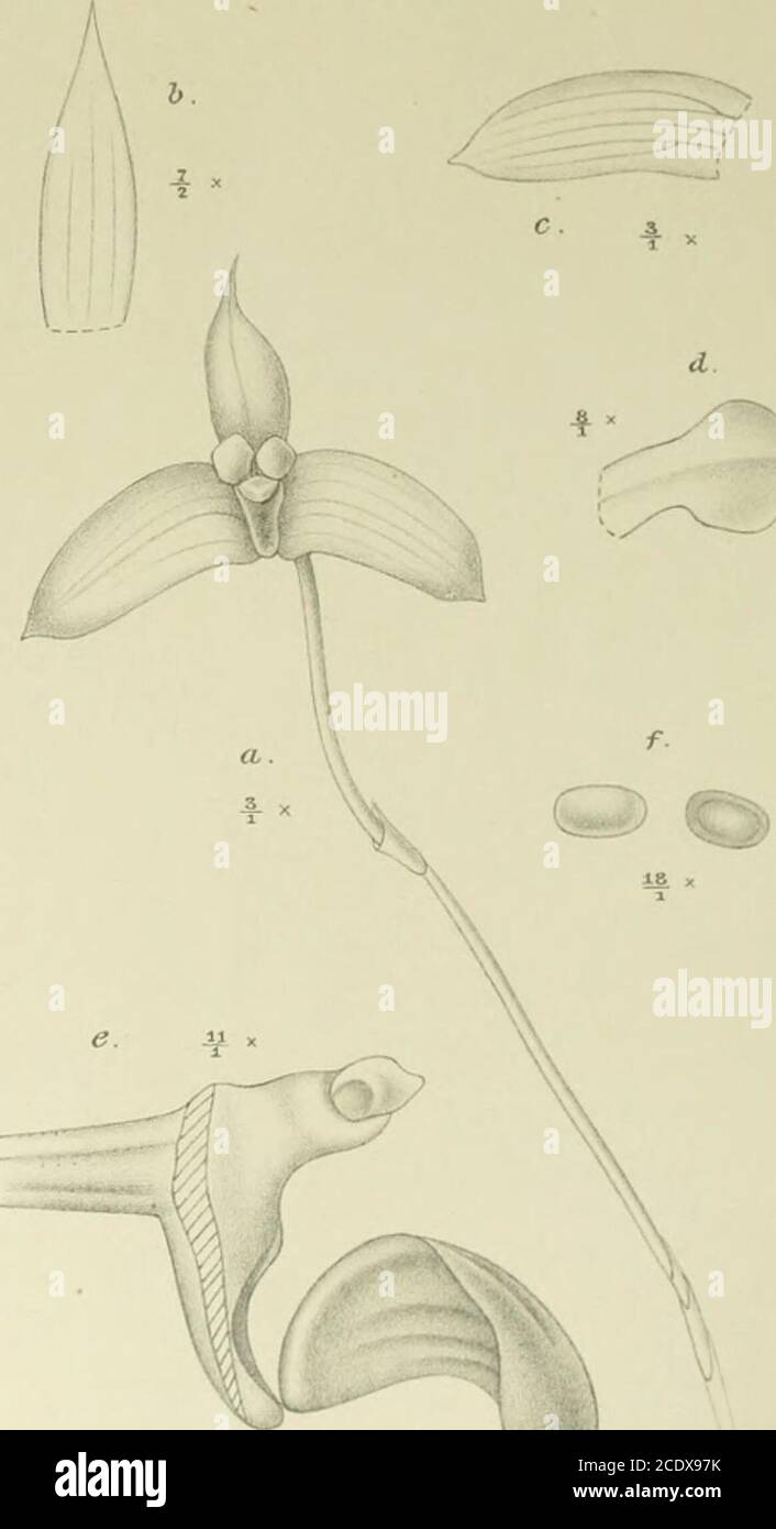 . Nova Guinea : résultats de l'expédition scientifique néerlandaise à la Nouvelle-Guinée .. . uo. la I. W. M. Trap impr. XXXIV. m. Bulbophyllum thrixspermiflornm J. J S. a. Flos 6/s. b. Sepalum dorsale /i- c. Sepalum latérale /,. d. Petalum /j.c. Labellum 7/v f. Gynosteniium l0/j. g. Anthera °/,. XXXIV. ii2. Bulbophyllum trifllum J. J. S. a. Flos 8/3. /. Sepalum dorsale /j. c. Sepalum latérale l%. d. Petalum •/,. e. Labellum et gynostemium l5/,. f. Labellum expansum is/t. g. Anthera ,8/i- XXXIV. 113. Bulbophyllum Versteegii J. J. S. a. Flos 7/3. /. Sepalum dorsale 3/,. c. Sepalum latérale 3/j Stock Photo
