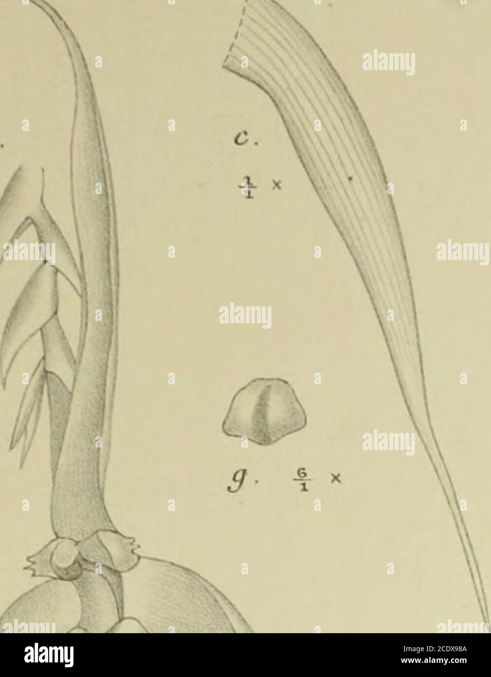 . Nova Guinea : résultats de l'expédition scientifique néerlandaise à la Nouvelle-Guinée .. . la I. W. M. Trap impr. XXXIV. m. Bulbophyllum thrixspermiflornm J. J S. a. Flos 6/s. b. Sepalum dorsale /i- c. Sepalum latérale /,. d. Petalum /j.c. Labellum 7/v f. Gynosteniium l0/j. g. Anthera °/,. XXXIV. ii2. Bulbophyllum trifllum J. J. S. a. Flos 8/3. /. Sepalum dorsale /j. c. Sepalum latérale l%. d. Petalum •/,. e. Labellum et gynostemium l5/,. f. Labellum expansum is/t. g. Anthera ,8/i- XXXIV. 113. Bulbophyllum Versteegii J. J. S. a. Flos 7/3. /. Sepalum dorsale 3/,. c. Sepalum latérale 3/j. d. Stock Photo