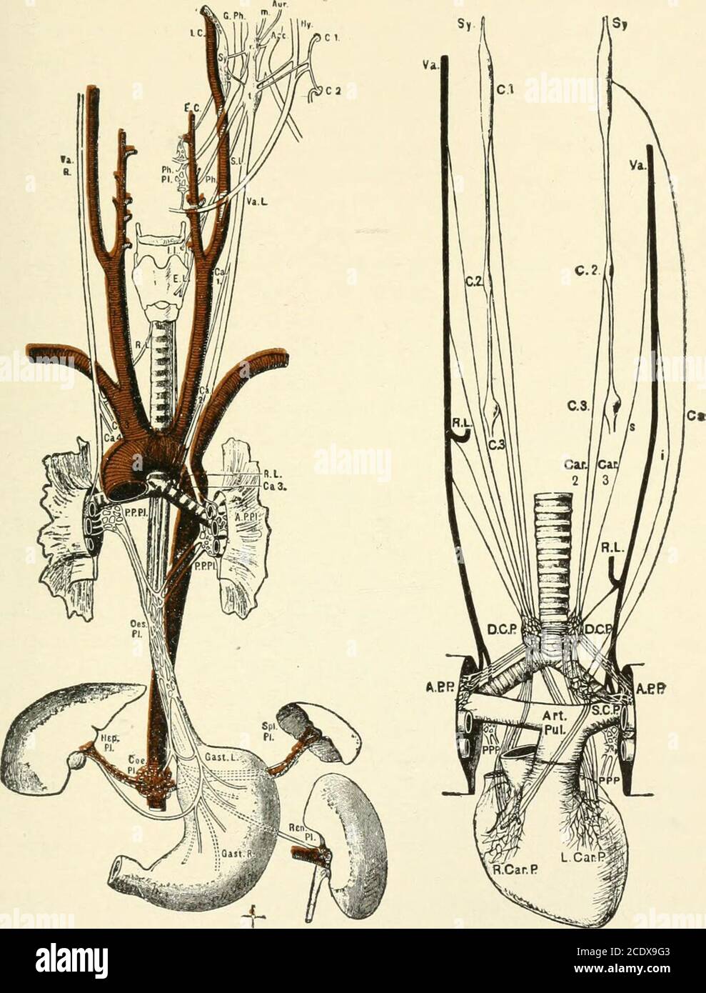 . Kirkes' handbook of physiology . of the glosso-pharyngeal, by means ...