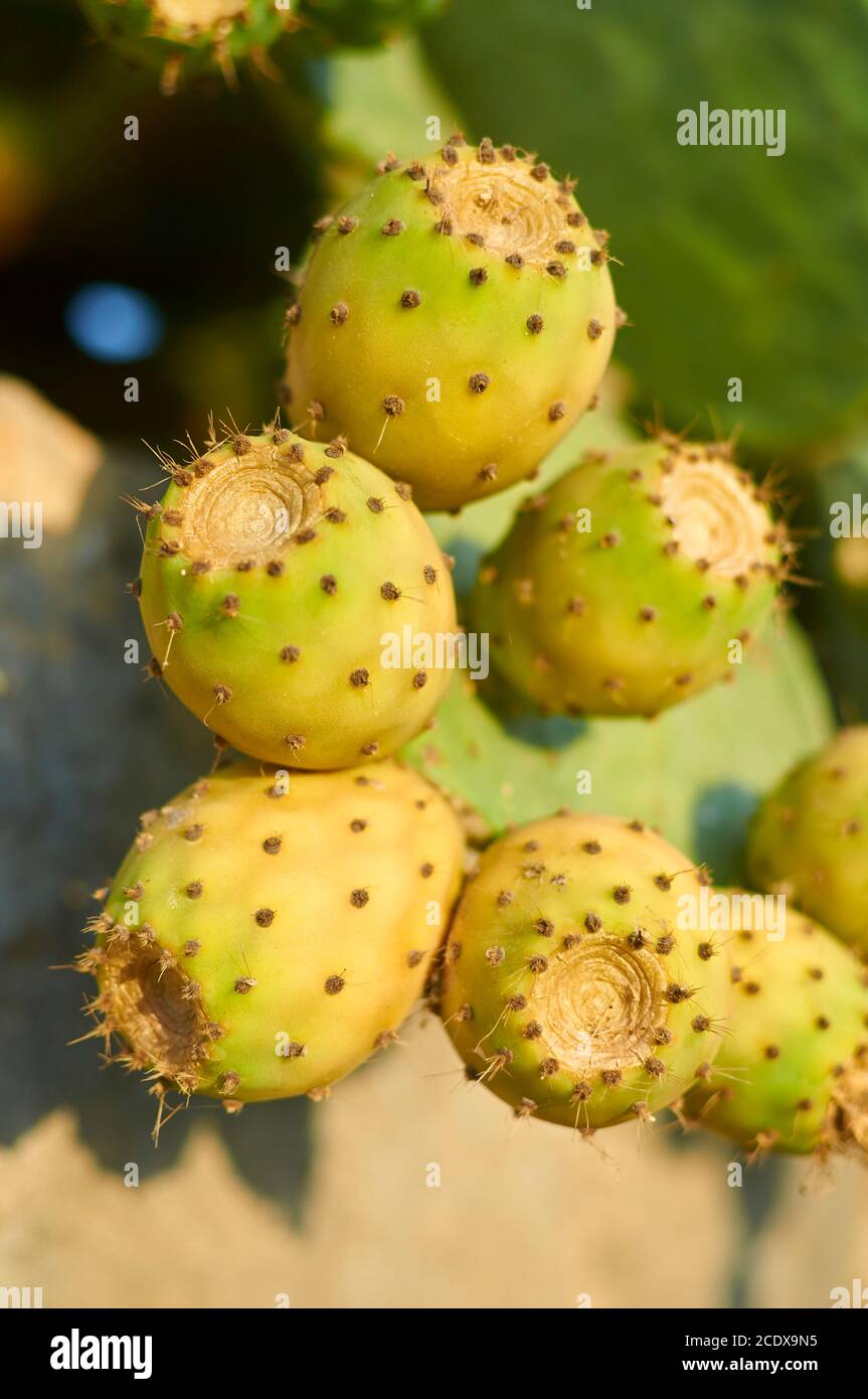Group of tuna fruits of prickly pear (Opuntia ficus-indica, Cactaceae) in Majorca (Balearic Islands,Spain). chumbera, cactus fruit, higo chumbo, nopal Stock Photo